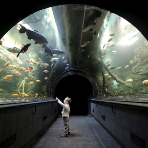Podvodni tunel Obriho akvaria - IMG_1152