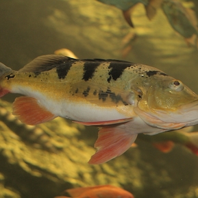 Cichla ocellaris