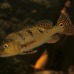 Cichla kelberi