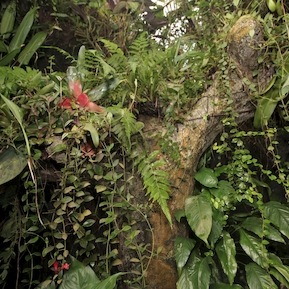 Tropical forest