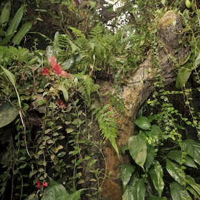 Tropický prales