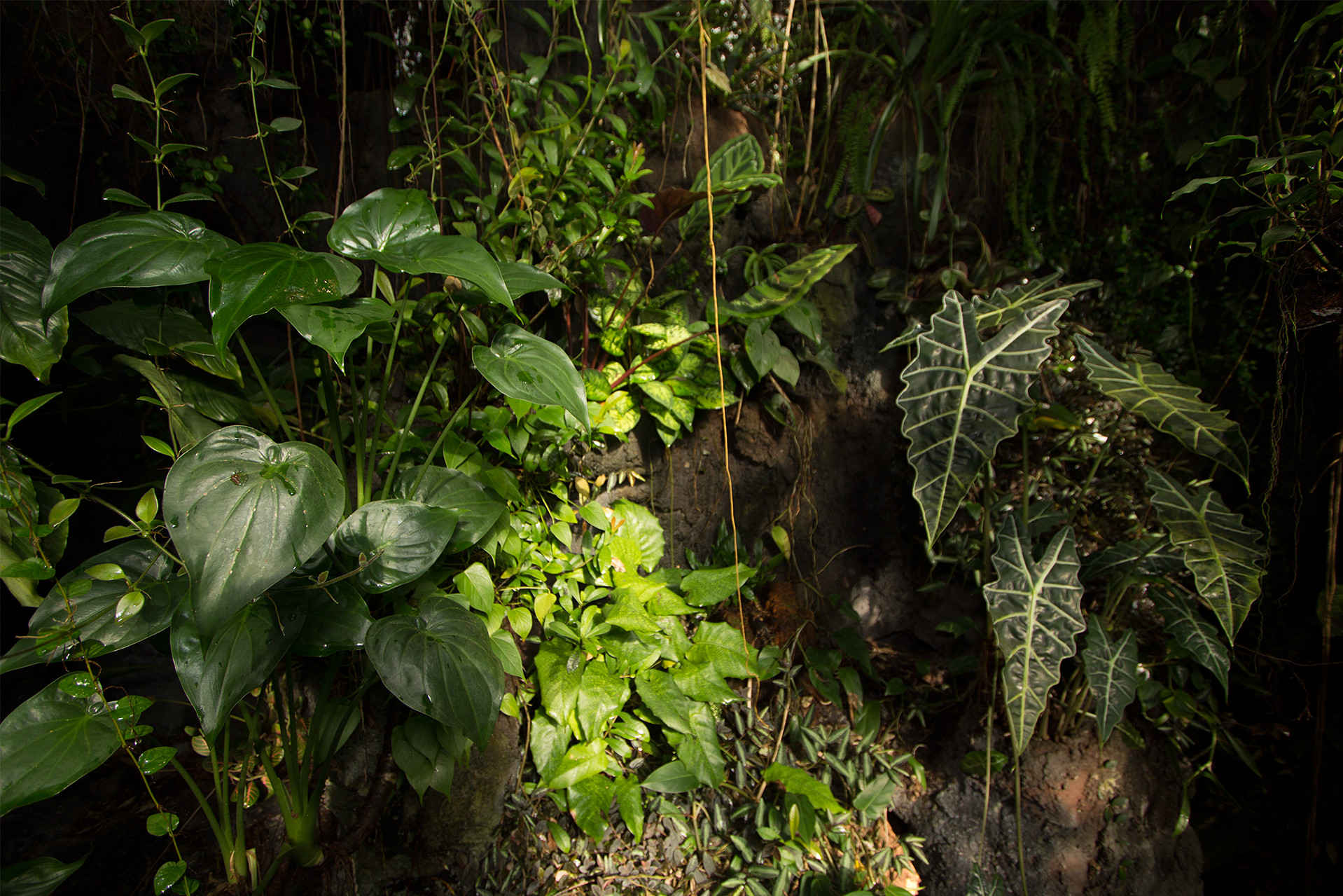 First-hand experience of Amazon forest